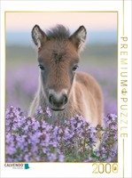 Calvendo Puzzle Small Hooves, Big Heart | 2000 Pieces, Finished Size 35.4 × 26.4