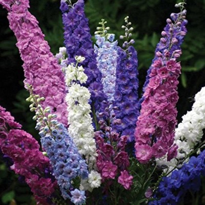200+ ROCKET LARKSPUR SEED MIX/ Purple/Blue/White/Pink/hummingbird/Rare/free ship