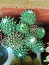 Cactus Mammillaria Polythele Plantes De 8 CM