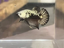 #5 up for sale Male and Female Black Samurai Betta HMPK