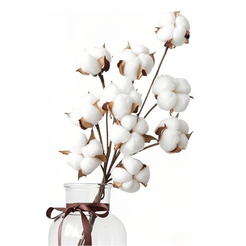 Fleurs de coton séchées de qualité premium de 45cm pour art floral minimaliste
