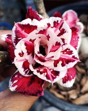 NEW Adenium Obesum Desert Rose "OMEGA2 " 150 seeds very fresh viable