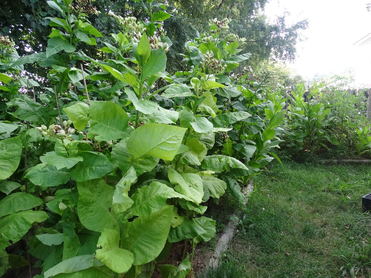 basma tobacco Jebel Heirloom Seeds Basma Tobacco Stock Photos -