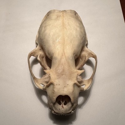 Real American River Otter Skull Collectible Natural Bone Specimen B grade Legal