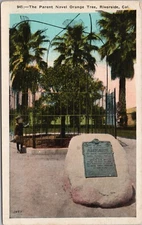 RIVERSIDE, CALIFORNIA ~ The Parent Naval Orange Tree c.1917 Postcard