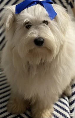 white fluffy cloud dog