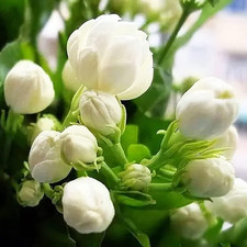 100 Climbing Jasmine Flower Seeds Fragrant Plant for Planting Garden Home Four