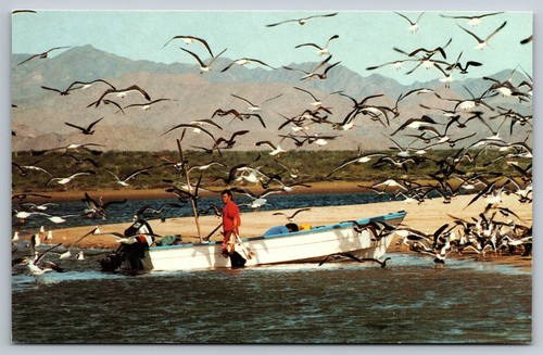 Vintage Postcard Bahia de Los Angeles Baja California Fisherman Sea