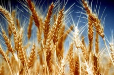 Organic Einkorn {Triticum m.}90% Germ | NonHybrid | 200+Seeds Free Shipping!