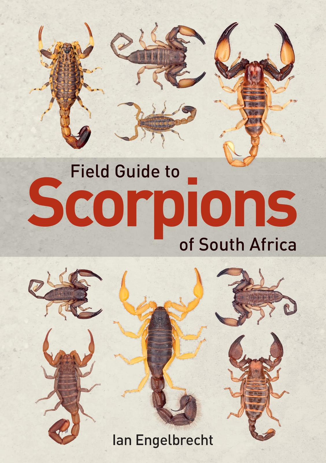 Field Guide to Scorpions of South Africa, Engelbrecht New^* - Image 8
