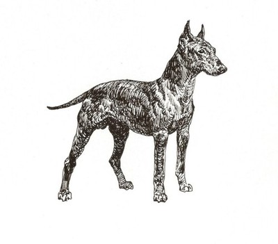 Manchester Terrier - CUSTOM MATTED 5 x 7 - Dog Art Print - NEW - GD