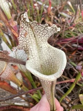 Sarracenia - Lunchbox x Wilkerson's White Knight - Medium/Large