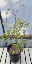 Bursera fagaroides Specimen