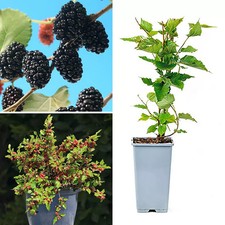 Mulberry Fruit Plant Morus Matsunaga Mojoberry Dwarf Berry Garden Tree in Pot