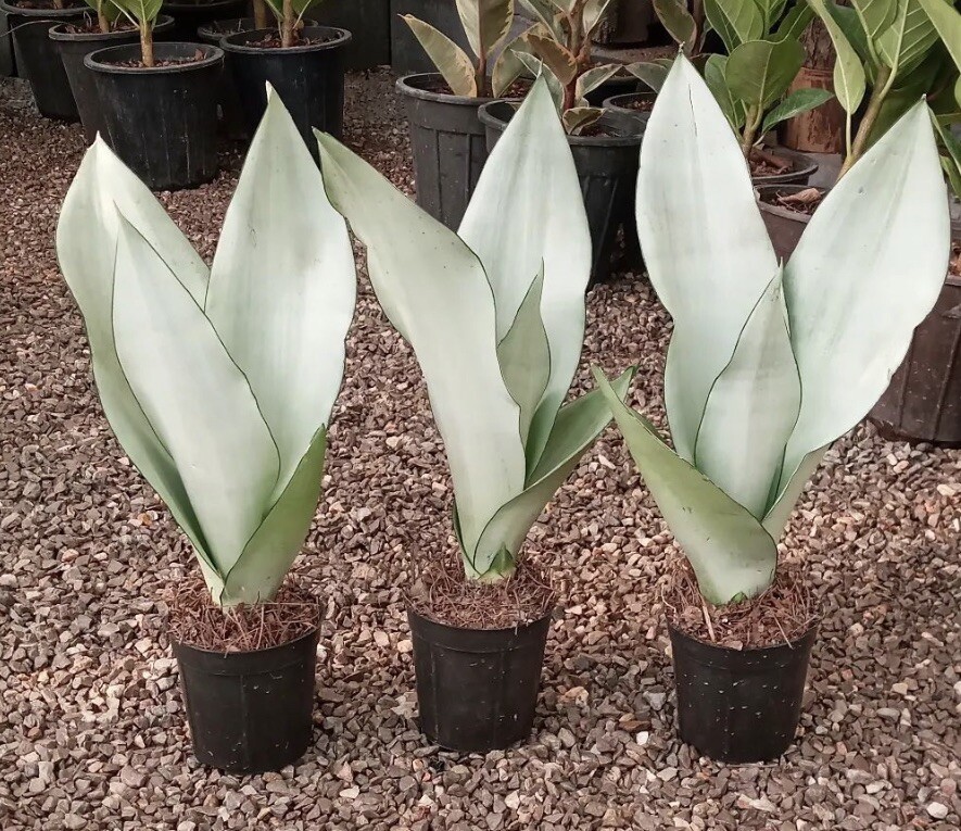 mini strelitzia Strelitzia nicolai – White Bird of Paradise
