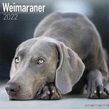 Weimaraner 2022 Wall Calendar