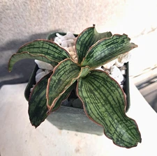 Sansevieria CLEOPATRA Plant Houseplant Succulent