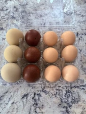 6 Barnyard Mix Eggs +6 PURE Ayam Cemani Rare Eggs