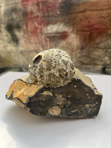 Sea Urchin Fossil 80 Million Years Old in Slate with Belemnite West Runton UK ๐