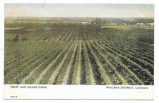 Niagara District Ontario Postcard Fruit and Grape Farm Lincoln County Unused