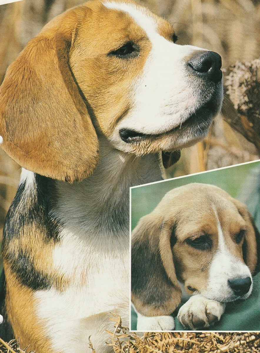 BEAGLE Information Sheets World of Dogs VERY GOOD COPY