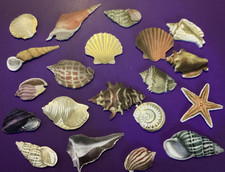 Anna Griffin Seaside Treasures Embellishment Stickers 20 Pieces