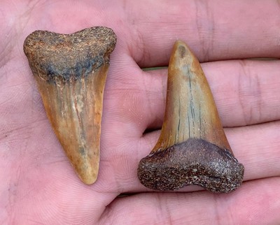 Pair of colorful Carcharodon hastalis Extinct Great White FossilTooth, Mako