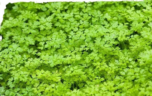 Cultivo De Perilla (hoja De Shiso Japonés). Aromatic Lamiaceae Annual - Foto 4