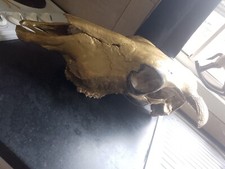 cow sculls in good condition 
