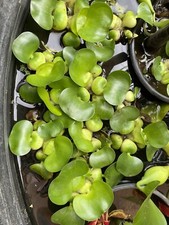 7 Live Water Hyacinth Pond Plants