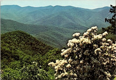 Shenandoah National Park Virginia Mountain Laurel Continental Postcard C108