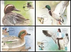 Israel 1989 Ducks in the Holy Land Maximum card set Scott 1025E (f-i) 17-Nov-89.
