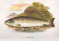 Vintage Faksymile Ryba Nadruk ~ Pstrąg morski Galway ~ A F. Lydon