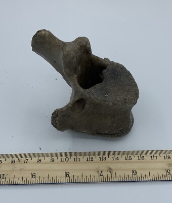 BISON VERTEBRA FOSSIL Holocene Bison Buffalo R4