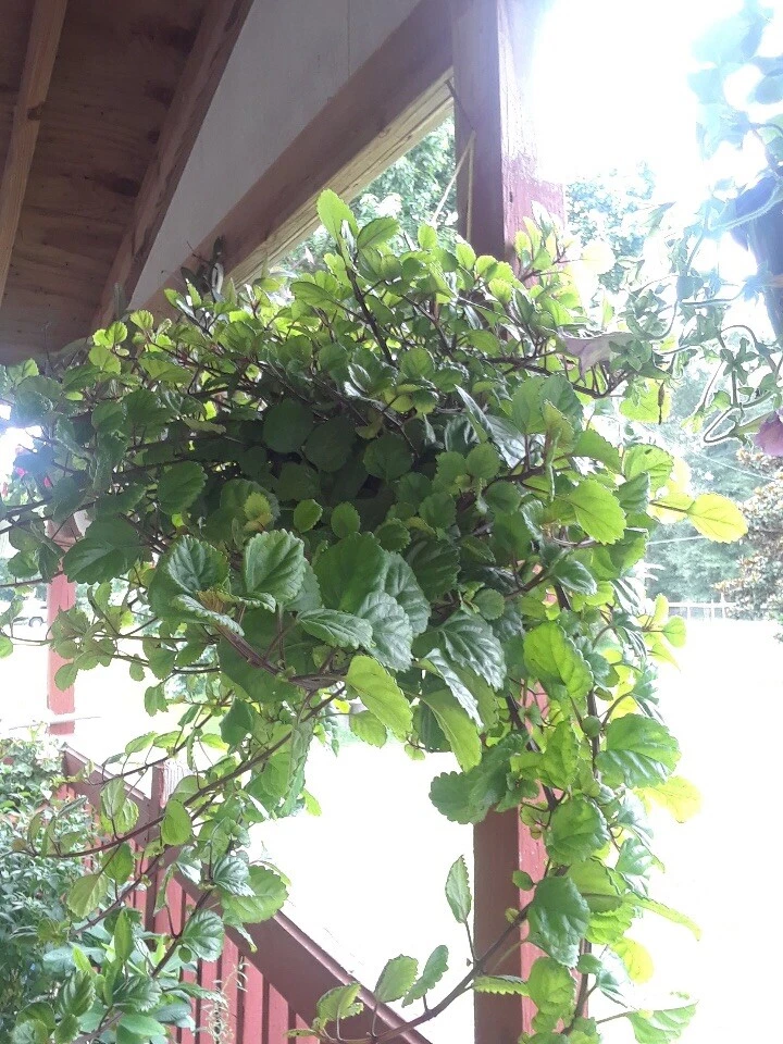 Swedish Ivy Cuttings (5)  Esquejes De Millonaria o Planta Del Dinero - Image 4 of 4