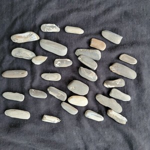 Lot of 9 oz Fossilized Gastropods Pysht Formation, WA USA