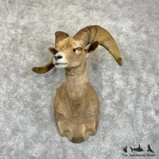 #29855 E | Desert Bighorn Sheep Taxidermy Shoulder Mount For Sale
