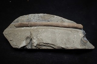 Fossil ichthyosaur rib in shale Lyme Regis bone Jurassic marine reptile UK rock