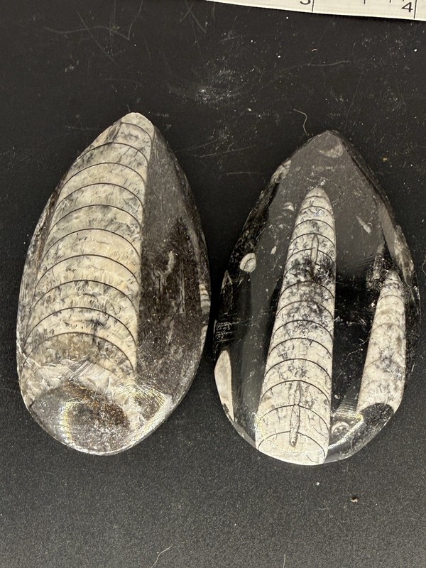 2 Polished Orthoceras Fossils 3 inches tall