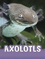 Axolotls | Jaclyn Jaycox | Englisch | Buch | Animals | Gebunden | 2023
