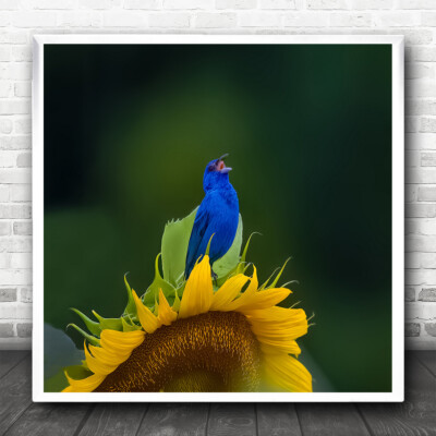 Wimpelkette singen singender Sänger Gesang Sonnenblume Bokeh Vogel Vögel quadratisch Kunstdruck