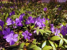 Live VINCA MINOR Plant / Lesser Dwarf PERIWINKLE - [Bare Roots/2.5" Pot]