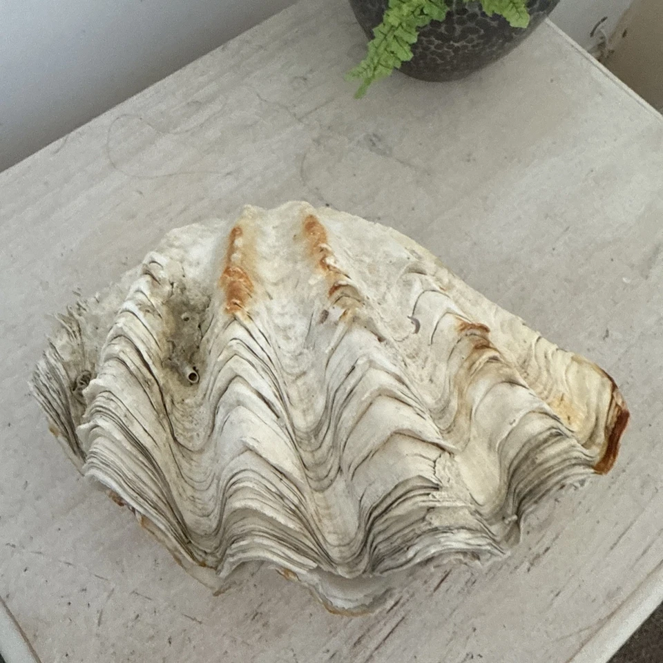 Antique Large Giant whole double Clam Shell c.1900 Natural History Specimen - Image 3 of 4