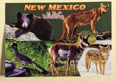 Postcard NM. New Mexico Wildlife | eBay