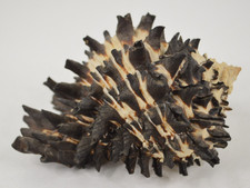GRAN Hexaplex radix Rábano Murex Shell Seashell 132 mm 5,2" de largo