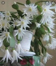 Easter Cactus Well Rooted Cutting - white 