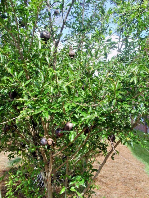 Picture 9 of 9