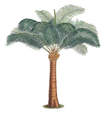 3 Large Palm Trees Wall Murals Wallies Jungle Coconut Palm Tree Decals Stickers