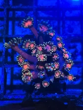 CE- WYSIWYG Iron man Rainbow Goni Frag - Live Coral Frag LPS SPS #RZB5