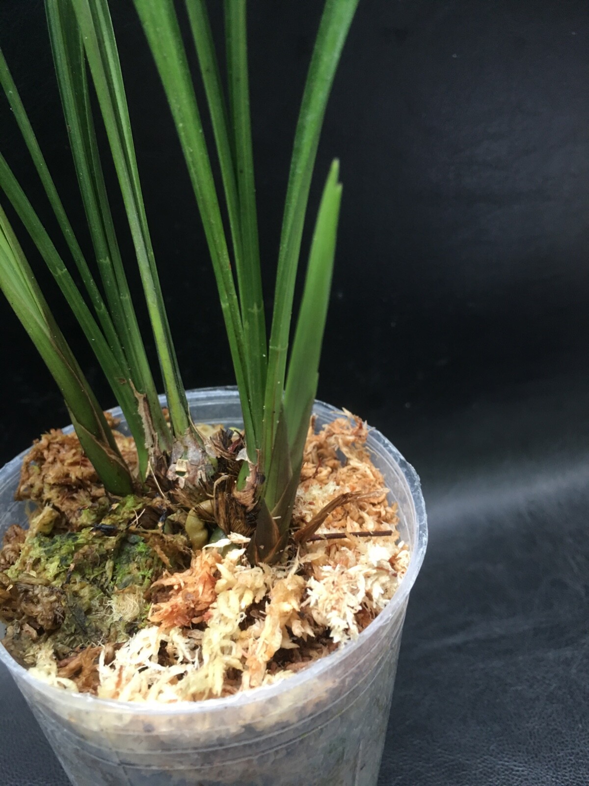 CYMBIDIUM KANRAN 'TIAN YI MEI' BLOOMING SIZE ORCHID PLANT DIVISION #44 - Picture 2 of 3